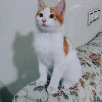 واگذاری فوری بچه گربه شش ماهه