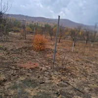 زمین کشاورزی روستای زرواو سفلی