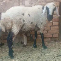 گوسفند