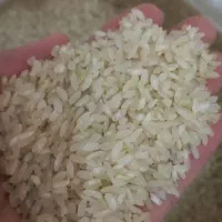 برنج کامفیروزی|خوردنی و آشامیدنی|شهرکرد, |دیوار