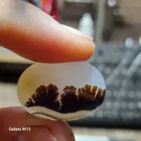 نگین شجر قائن