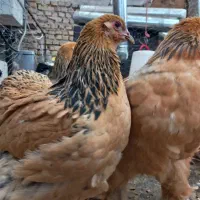 مرغ برهما باف کلمبین