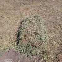 علف حیوانات فروشی