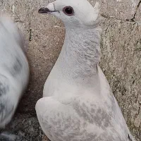 جفت بدرنگ شامی چشم سیا