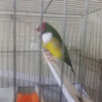 زیباتر از نقاشی پرنده ای رویایی|پرنده|گتوند, |دیوار