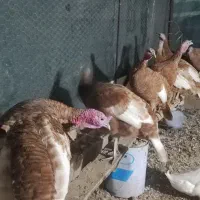 تخم نطفه دار بوقلمون بوربون و بوقلمون ماده