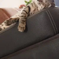 واگذاری رایگان گربه