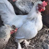 ۳عدد مرغ تخم گزاربایک خروس