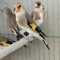 سهره دورگ برگوش سفید اصیل نقش جوجه زاغ