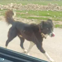 سگ گمشده