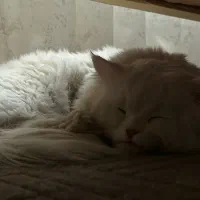 گربه|گربه|شیراز, منطقه هوایی شهید دوران|دیوار