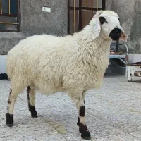 بره نر پلواری