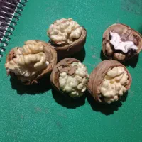 گردو|خوردنی و آشامیدنی|اصفهان, ستار|دیوار