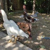 فروش مرغ و خروس لاری و محلی
