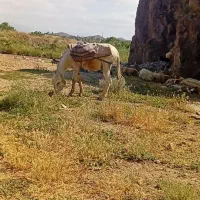 اولاغ