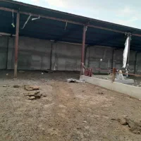 گاو داری متراژ ۲هزار متر|اجارهٔ دفتر صنعتی، کشاورزی، تجاری|رضویه, |دیوار