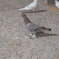 کبوتر|پرنده|قم, نخودی|دیوار