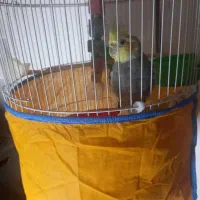 طوطی سخنگو سرحال با تمام امکانات