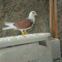 دوتا نرو ماده عتیقه  نر دوکت افغانی نیست در جهان