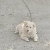 سگ پامر روباهی|سگ|بیستون, |دیوار