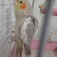 پرنده عروس نر|پرنده|کیلان, |دیوار