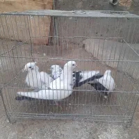 کبوتر سینه دم سیاه مهر