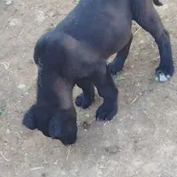 توله سه ماهه نر|سگ|تبریز, |دیوار