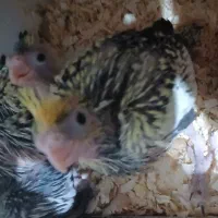 جوجه عروس هلندی سرلاکی