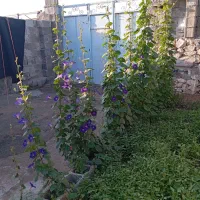 خانه اجاره ای بابا میدان کوچه کوشکی