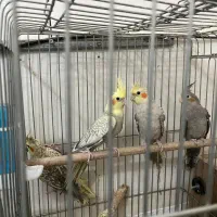 طوطی ، عروس ، هلندی|پرنده|کرج, فاز ۲ مهرشهر|دیوار