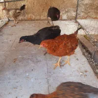 تعدادی مرغ محلی بفروش میرسد|حیوانات مزرعه|کازرون, |دیوار