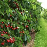 تهاترباغ در صالح اباد