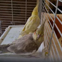 عروس هلندی نر و ماده|پرنده|تهران, سازمان برنامه شمالی|دیوار