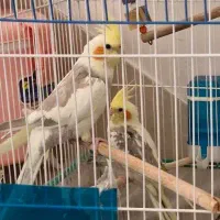 گم شدن پرنده