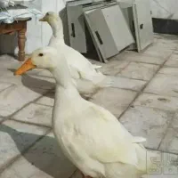 فروش اردک