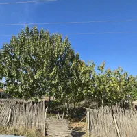 برجاده گنبد مینودشت زمین باغ|فروش زمین و ملک کلنگی|مینودشت, |دیوار