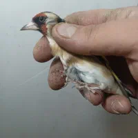 سهره چونه نخودی کروات مشکی|پرنده|اصفهان, عباس‌آباد|دیوار