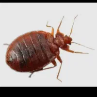 سمپاشی حشرات ۱۰۰ تضمینی کل حشرات وغیره شرکت تندیس|خدمات نظافت|تهران, فاطمی|دیوار