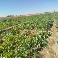 شلغم محلی|خوردنی و آشامیدنی|خبر, |دیوار