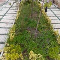 کارباغبانی و طراحی فضا
