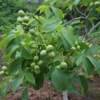 فروش نهال پیوندی گردو