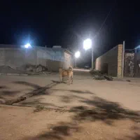 سگ سرابی