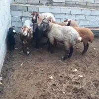 دو تا قوچ افشار و ۴تا ماده افشار و یک بره|حیوانات مزرعه|رامیان, |دیوار