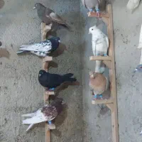 شهری.بهبهانی،پلاکی،کرم سوسنی .سهره وعروس هلندی