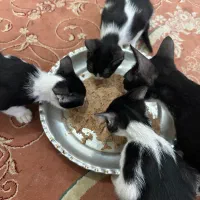 واگذاری بچه گربه