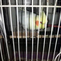 ۲ تا عروس بالغ|پرنده|اردبیل, |دیوار