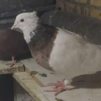 کبوتر قشنگ و ذات دار|پرنده|طسوج, |دیوار