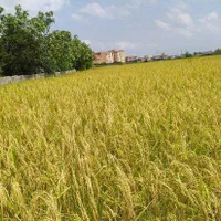 شالیزار ۳۷۰۰ متری در بوجایه/سنتی و لب جاده