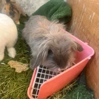 خرگوش|موش و خرگوش|تهران, بوستان سرخه حصار|دیوار