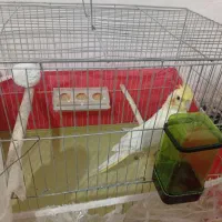 عروس نر و ماده جفت|پرنده|پیرانشهر, |دیوار